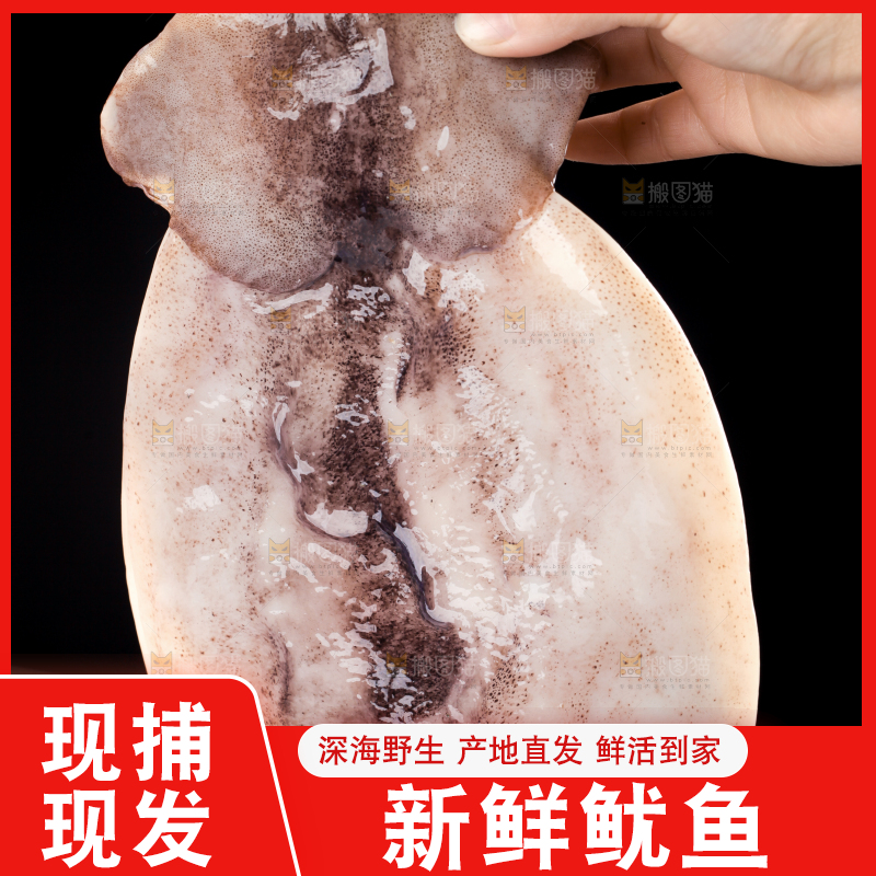 手里拿着鲜鱿鱼