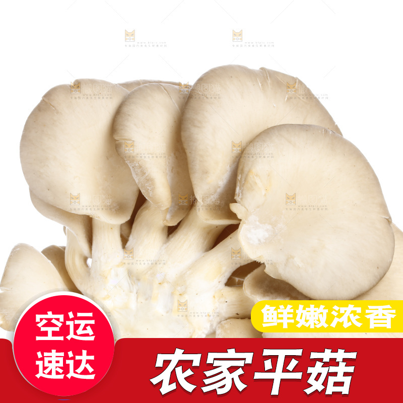 白底上的平菇