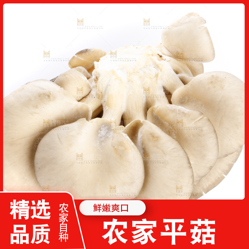 白底上的平菇