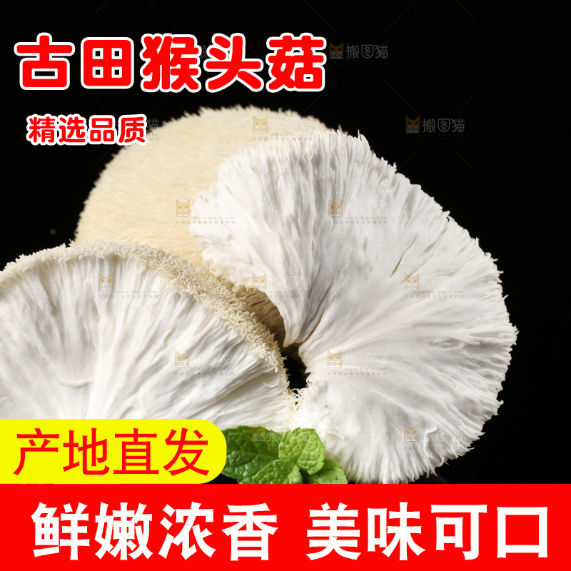 黑石板上的古田猴头菇