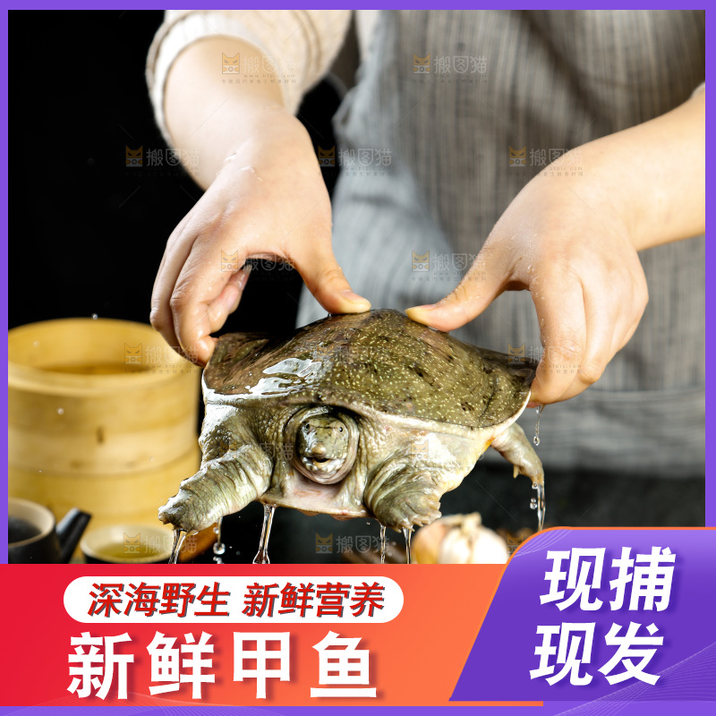 盆子里装着中华鳖