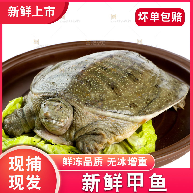 盆子里装着中华鳖