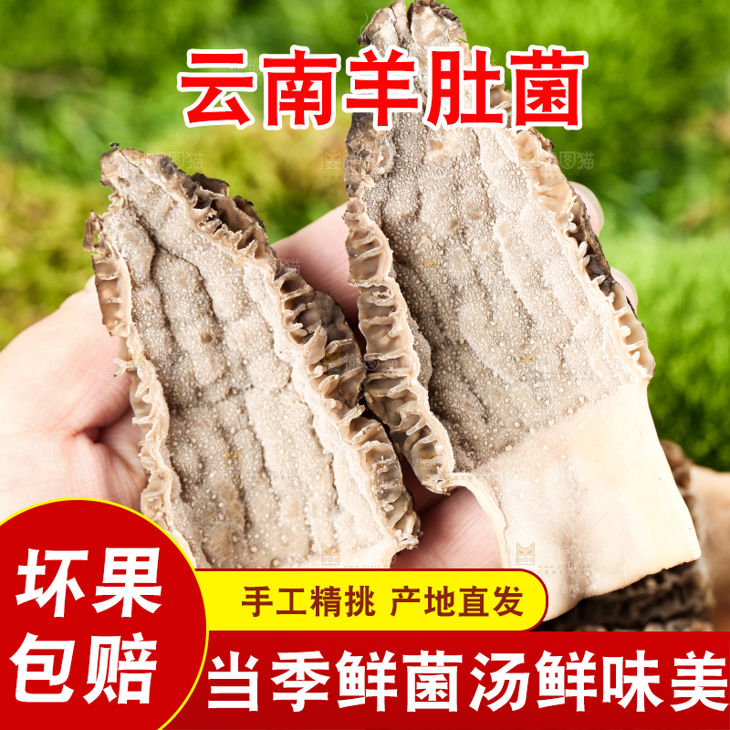 手拿切开的云南羊肚菌