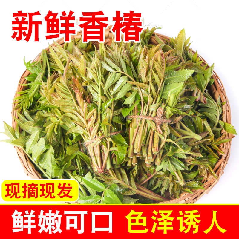 一筐山东香椿放在白底上