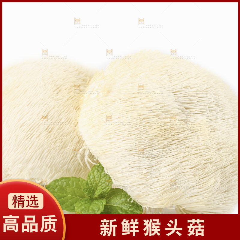 白底上放着东北山猴头菇