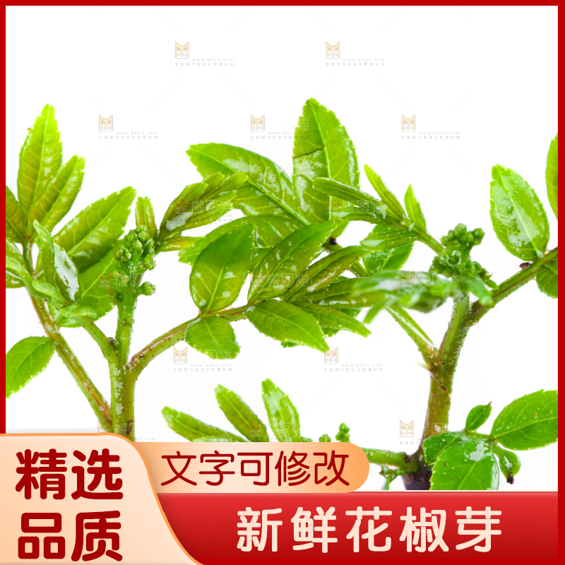 白底上的新鲜花椒芽
