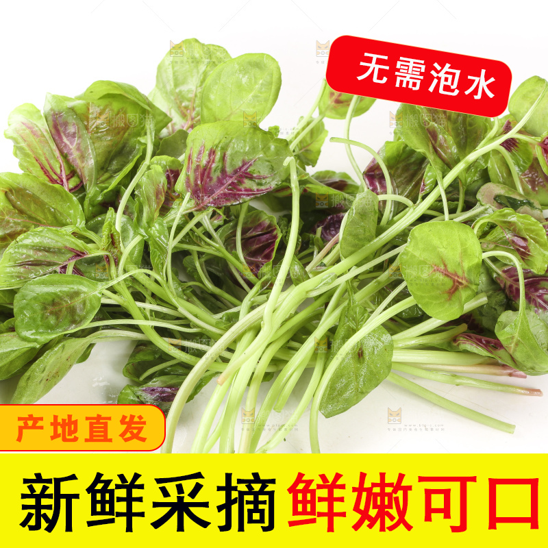 白底上的农家苋菜