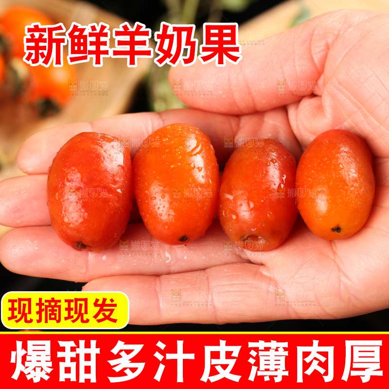 手拿新鲜羊奶果