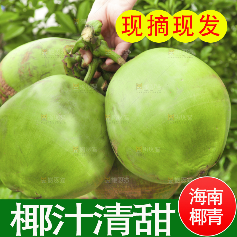 手拿海南大椰青