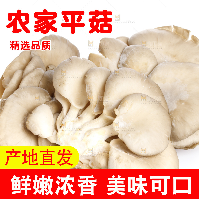 白底上的平菇
