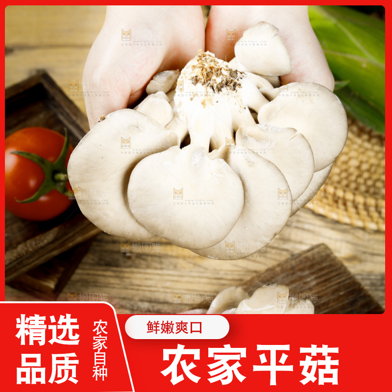 手拿新鲜平菇