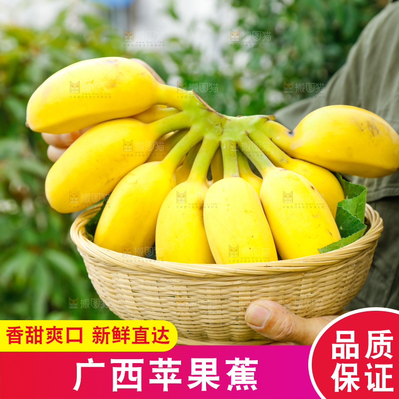 手拿一筐广西苹果蕉