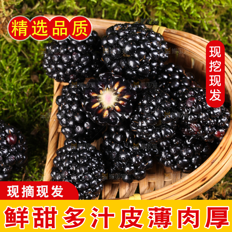 草地上的黑树莓
