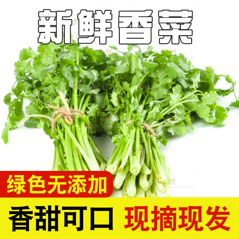 白底上的小叶香菜