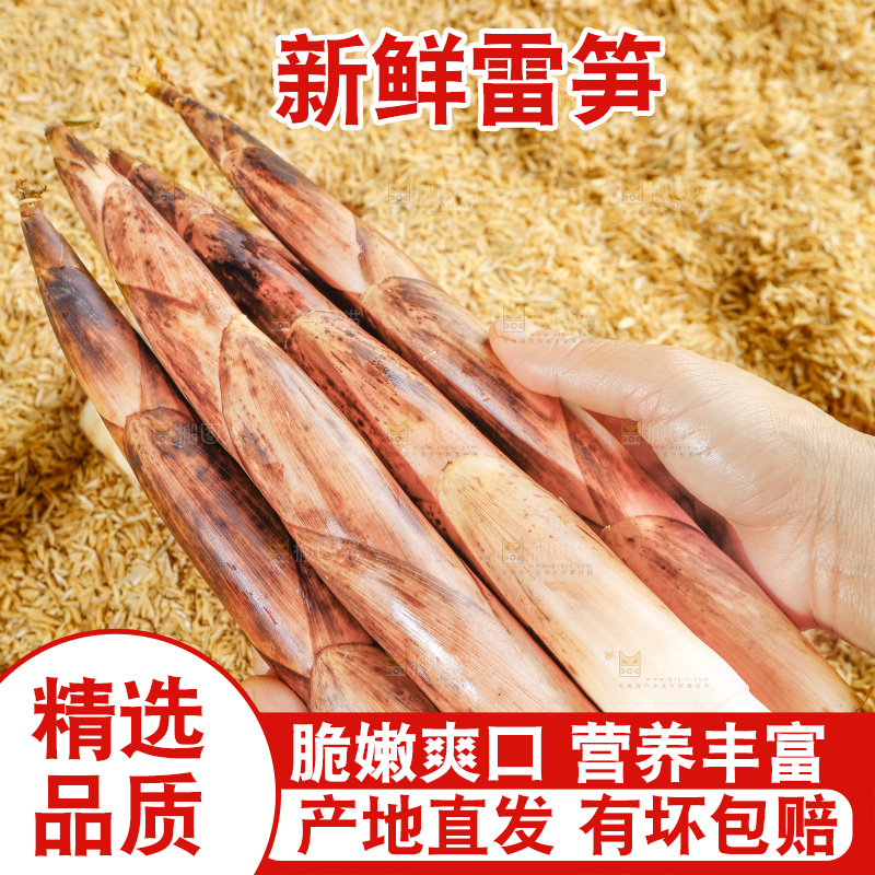 手拿雷笋