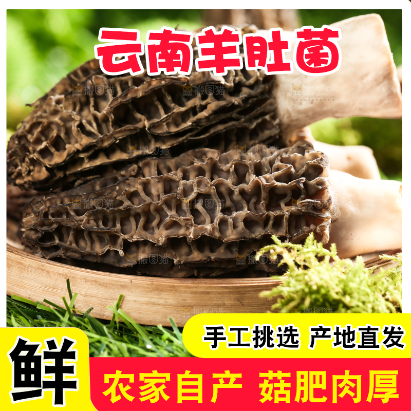 草地上放着一盘野生羊肚菌