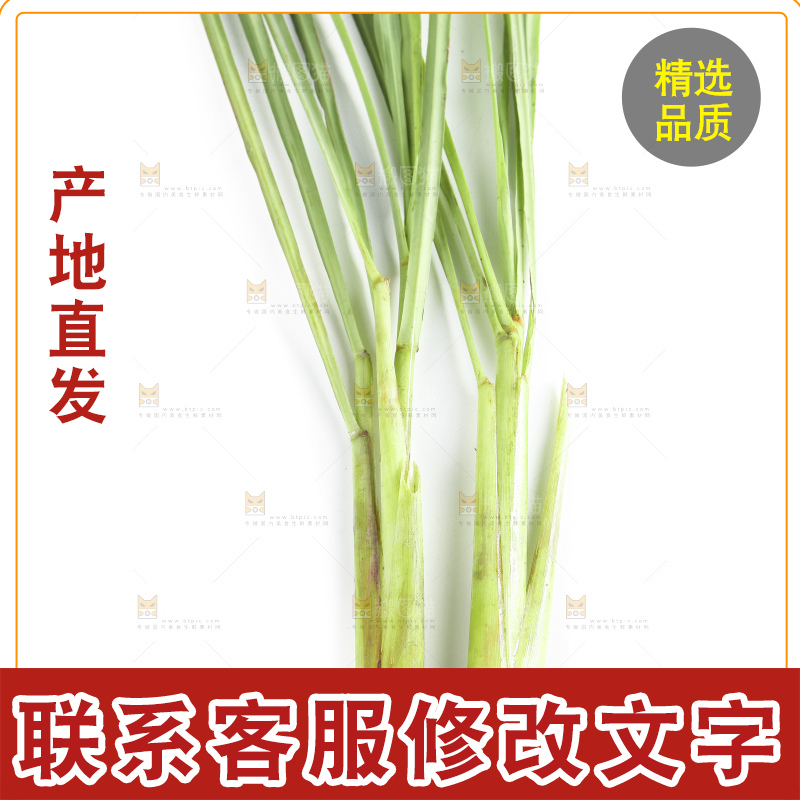 白底上的越南柠檬草