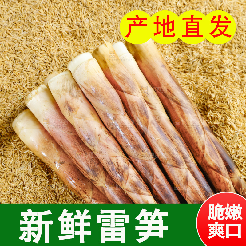 浅底上的雷笋