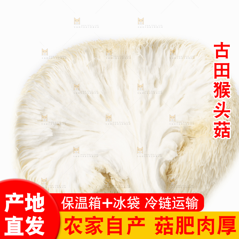 白底上放着东北山猴头菇