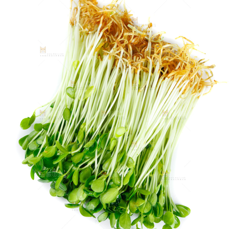 白底上的香椿苗