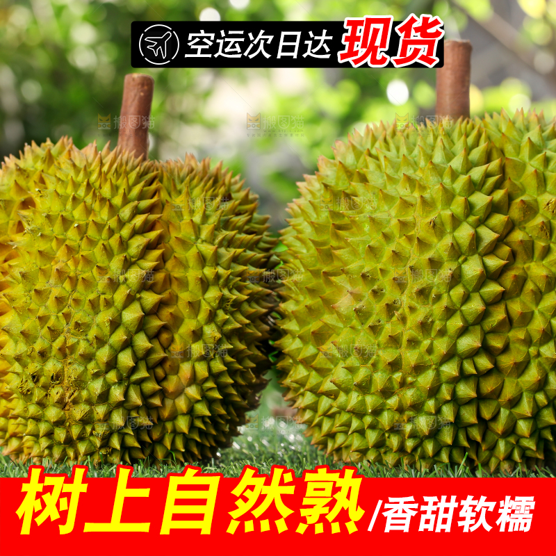 草地上的泰国甲仑榴莲