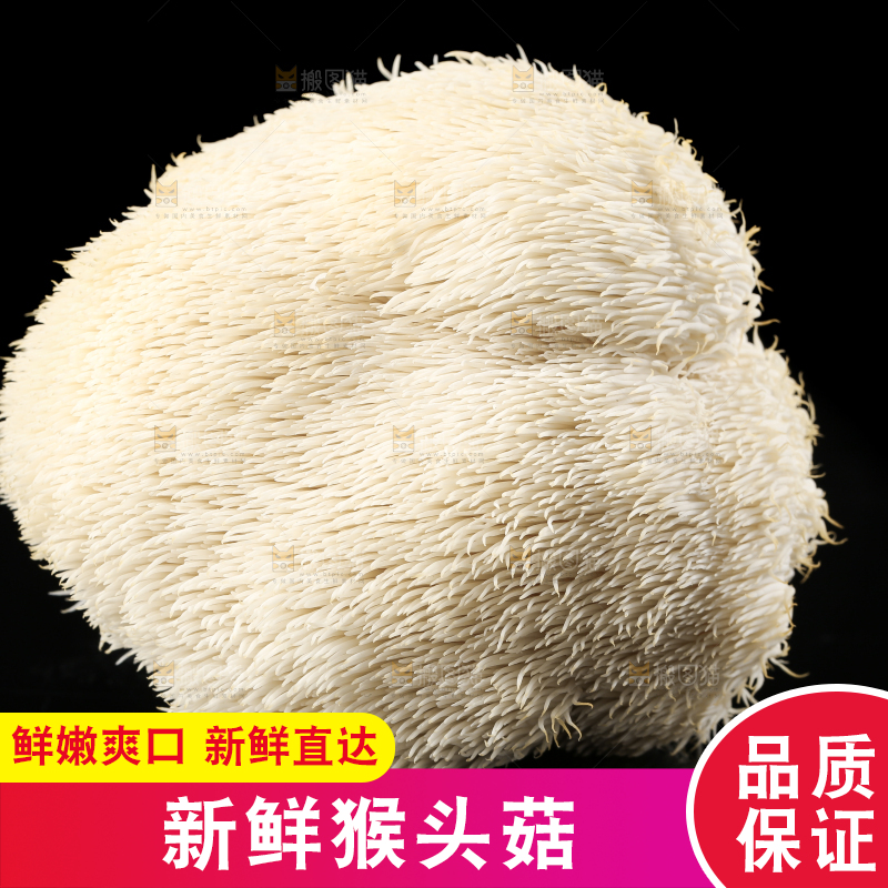 黑石板上的古田猴头菇