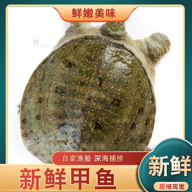 白底上的团鱼