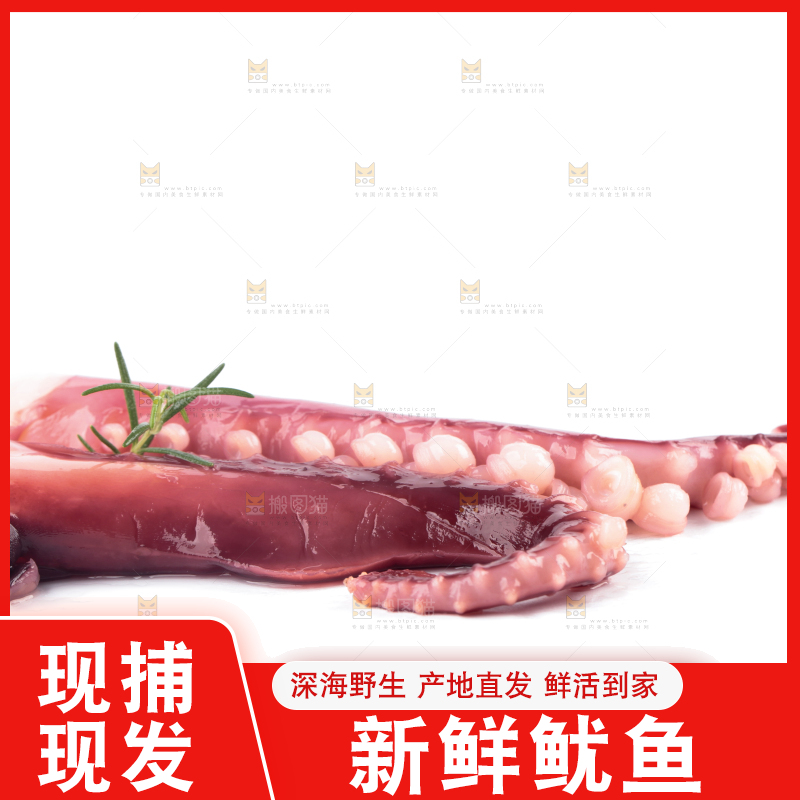 白底上的大鱿鱼