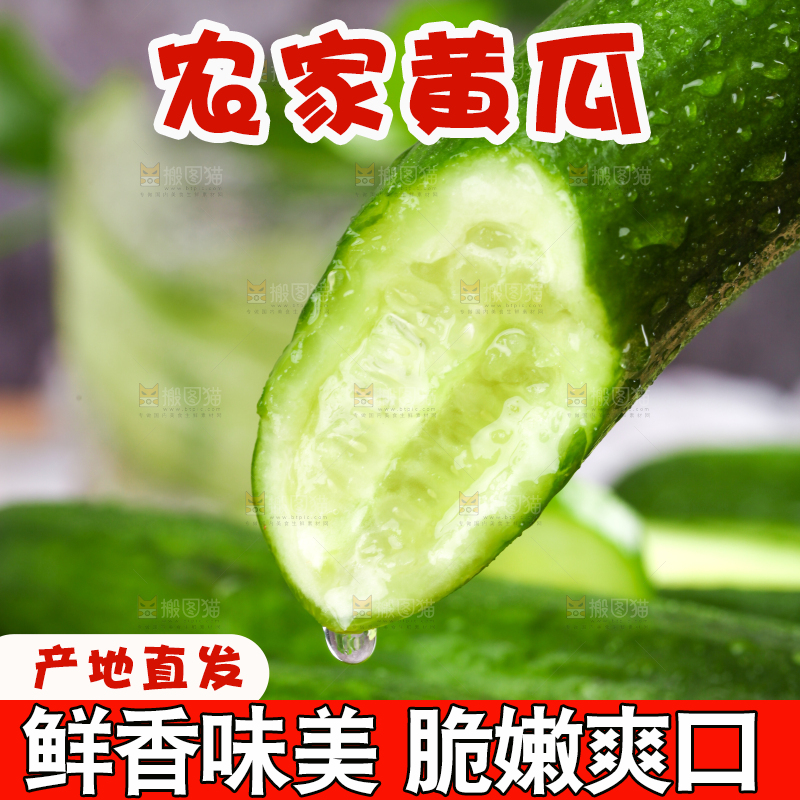 手里拿着山东水果黄瓜