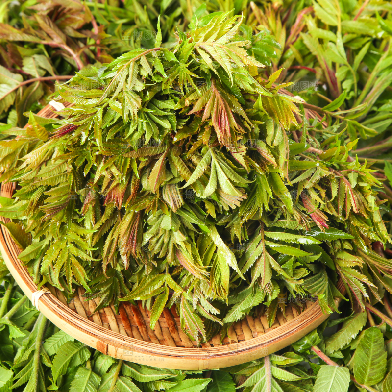 浅底上放着沂蒙山香椿芽