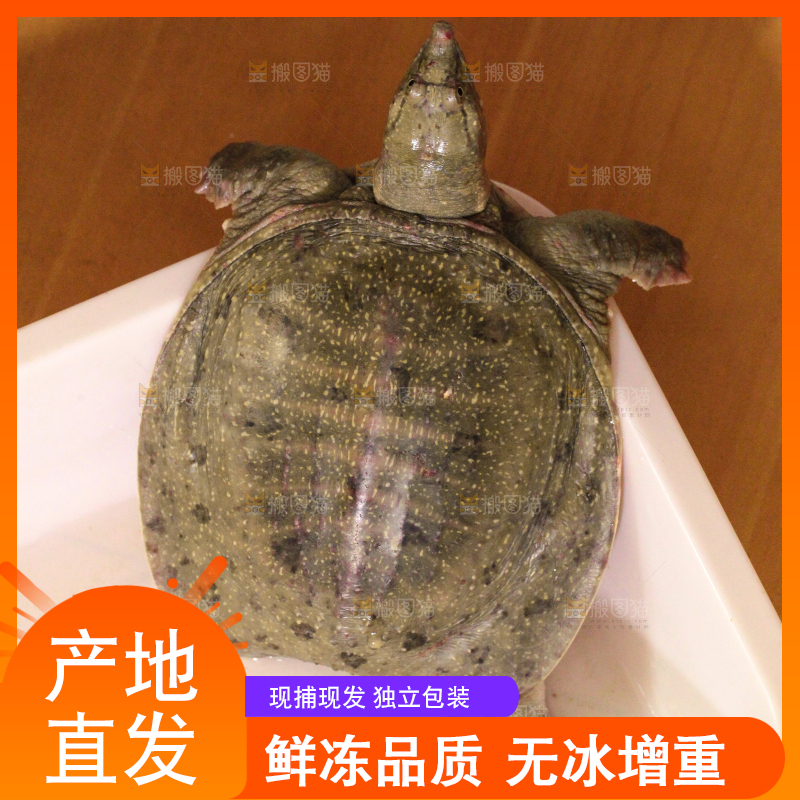 盆子里放着甲鱼