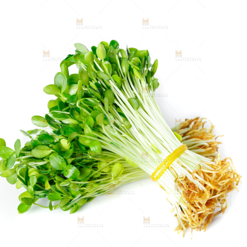 白底上的香椿苗
