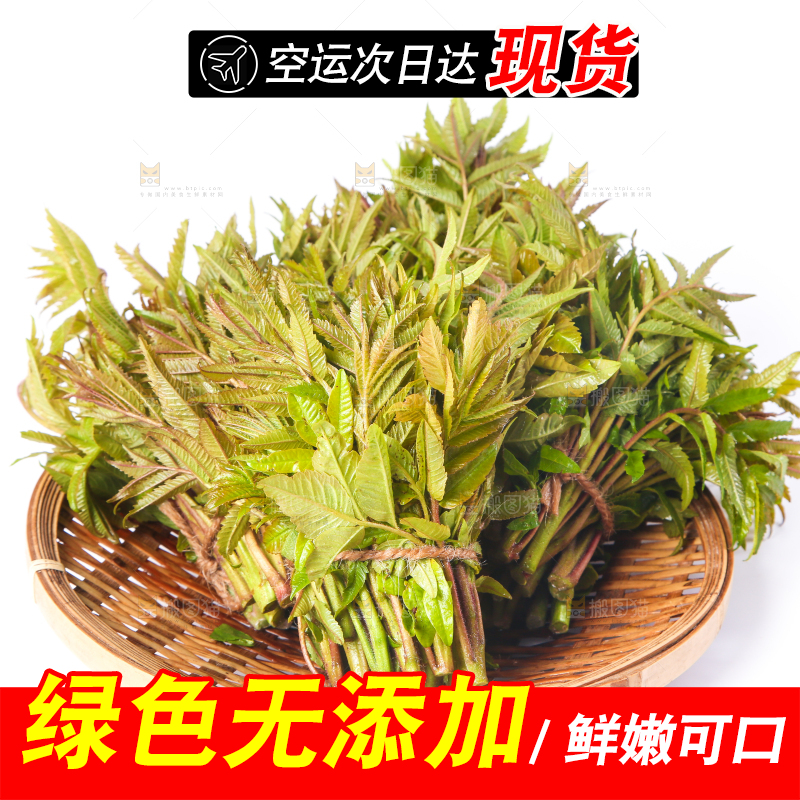 一筐香椿放在白底上