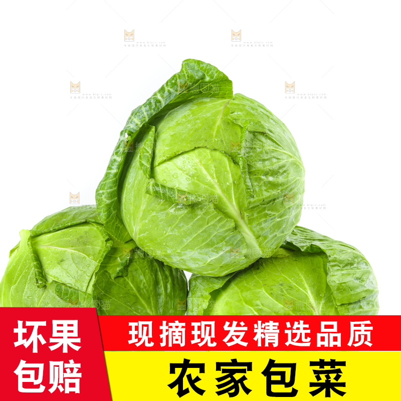 陕西新鲜莲心白放在白底上