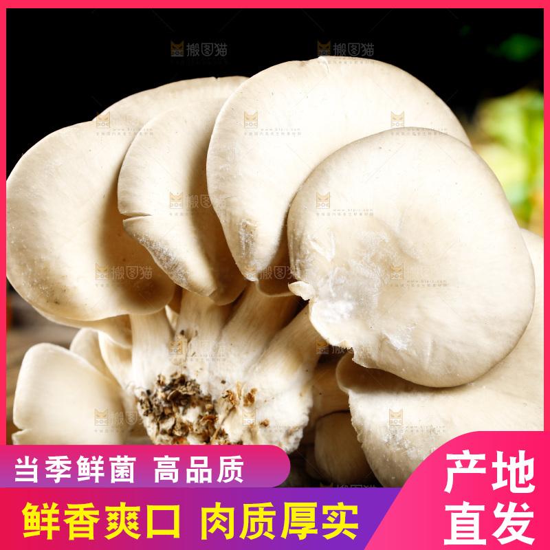 木底上的平菇