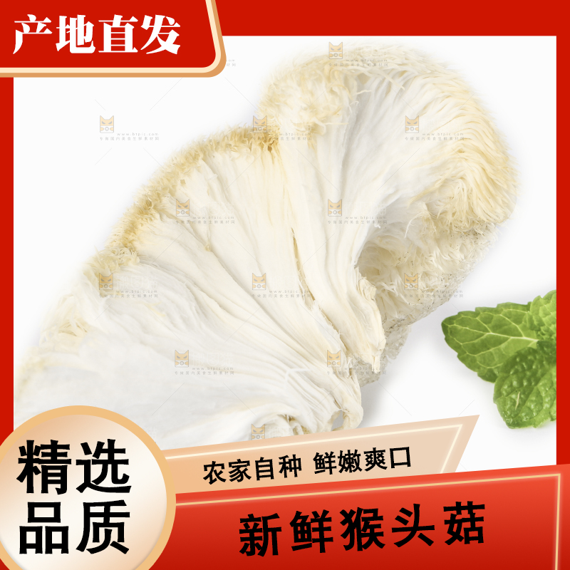 白底上放着东北山猴头菇