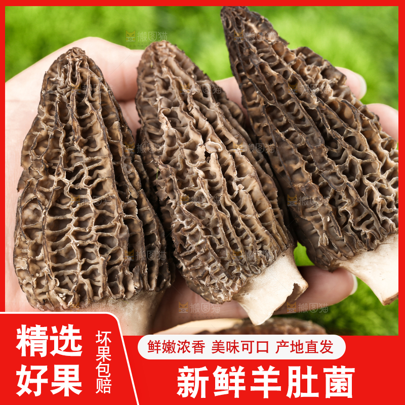 手拿羊肚菌