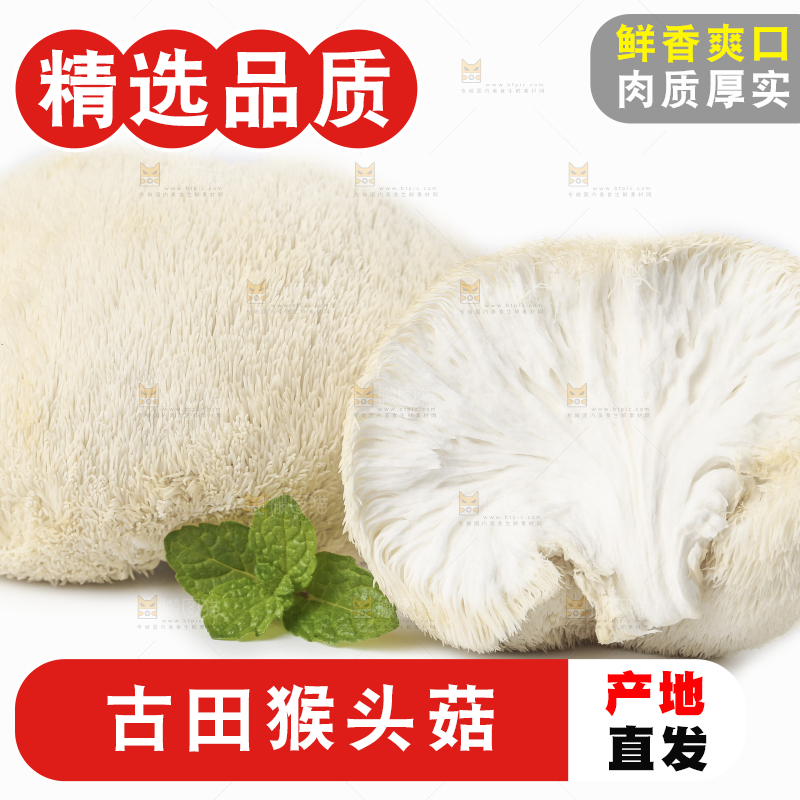 白底上放着东北山猴头菇