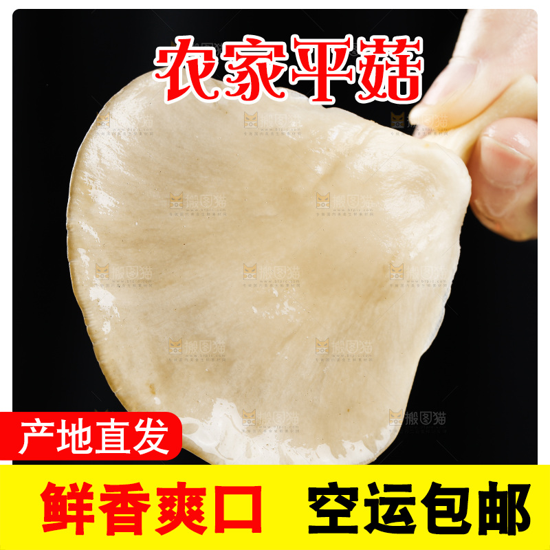 手拿新鲜平菇