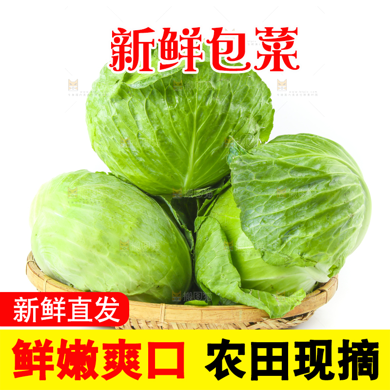 一筐新鲜包心菜放在白底上