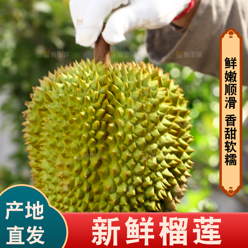 农民手里拿着泰国甲仑榴莲