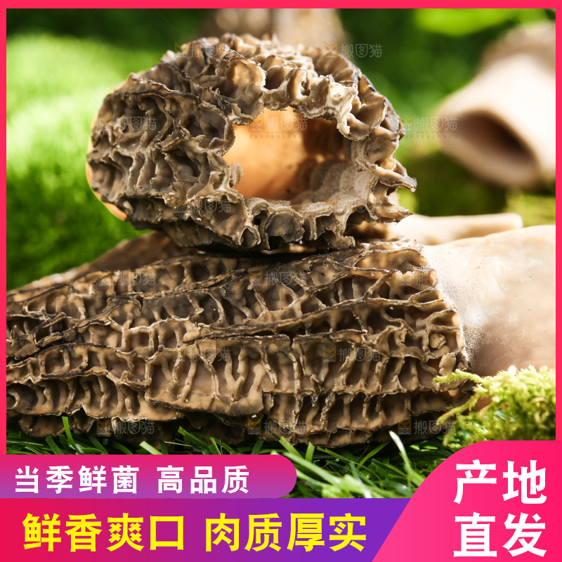 草地上的羊肚菌