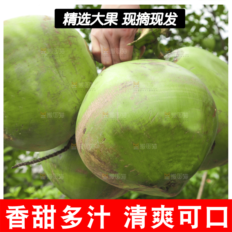 手拿海南大椰青
