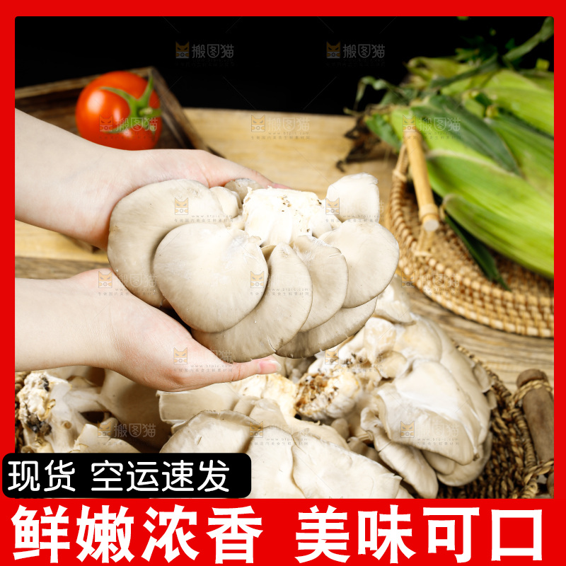 手拿新鲜平菇
