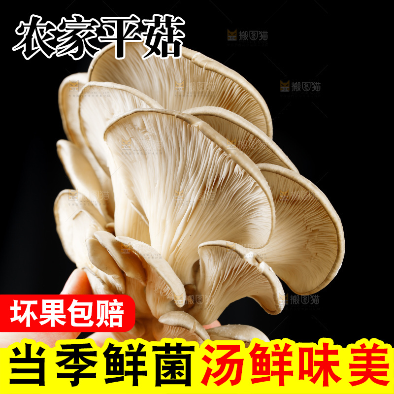 手拿新鲜平菇