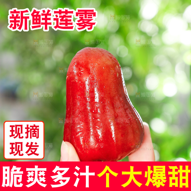 手拿新鲜莲雾
