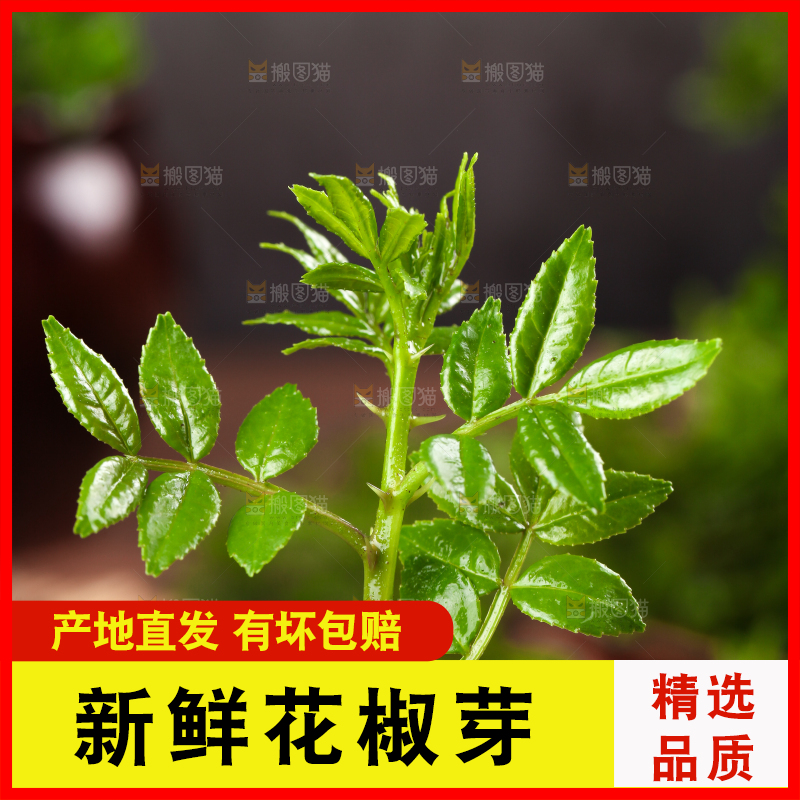 木底上放着麻香花椒芽