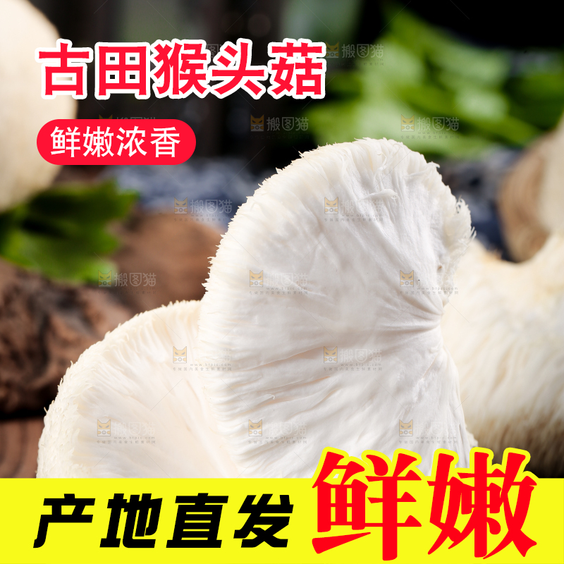黑底上的猴头菇