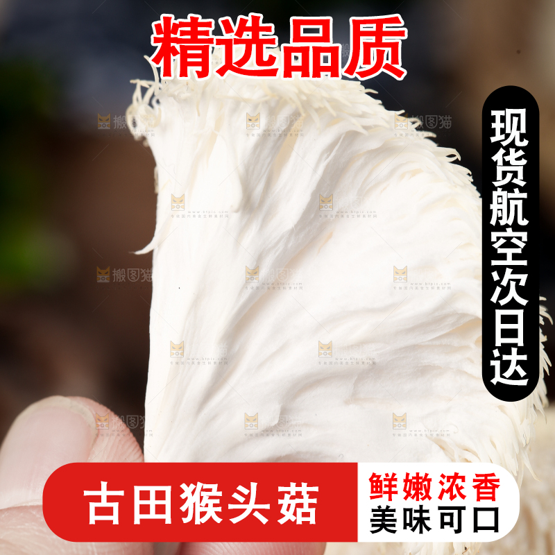 手里拿着新鲜猴头菇