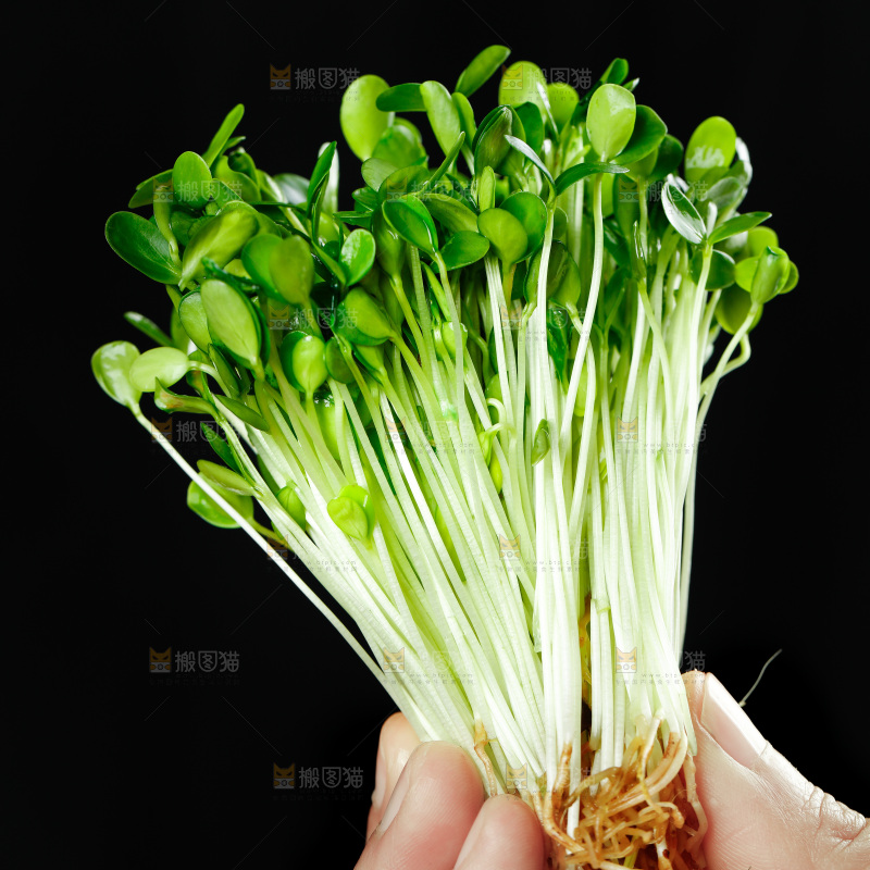 手拿香椿苗芽